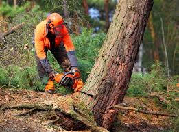 Professional Tree Care in Farmington, NM