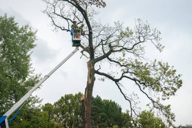 How Our Tree Care Process Works  in  Farmington, NM